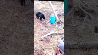 Удивительное видео охоты с луком на медведя гризли