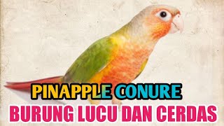 PINAPPLE CONURE BIRD