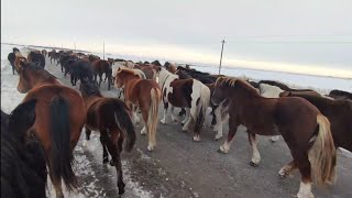 Driving a large herd of horses, on a stallion. Весь день на жеребце. Перегон табуна.