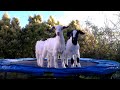 Baby Goats Loving Life On The Trampoline! Cute And Funny BABY GOATS Videos Compilation