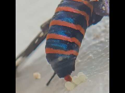 Sandalwood Defoliator(Amata passalis)laying eggs #eggs #macro