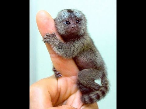 Vídeo: Qual é O Menor Macaco