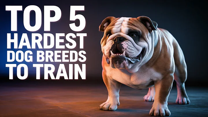 Top 5 Hardest Dog Breeds to Train – What’s Your Favorite
