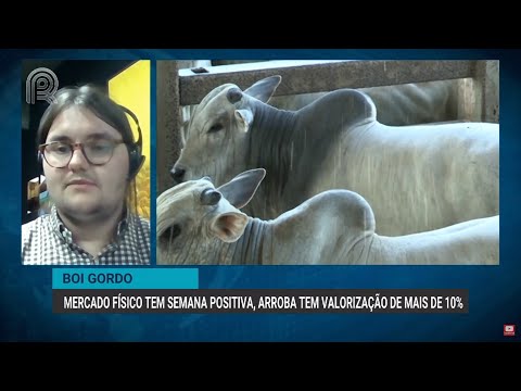 Boi gordo: mercado físico tem semana positiva, arroba tem valorização de mais de 10% | Canal Rural