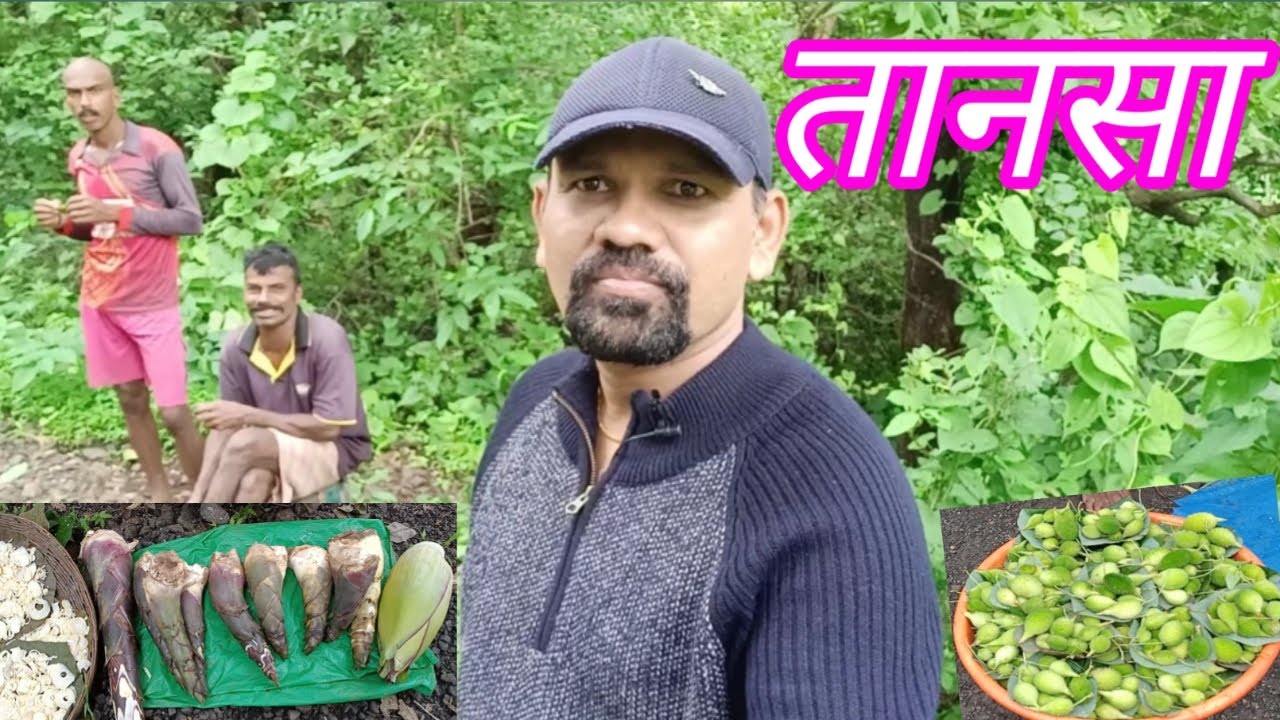 #tansajungle #tansadam #nearmumbai Near Mumbai | Tansa jungle | Tansa ...