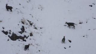 4WD Hunting Public Land Tahr And Chamois New Zealand by Altitude hunting 7,974 views 9 months ago 22 minutes