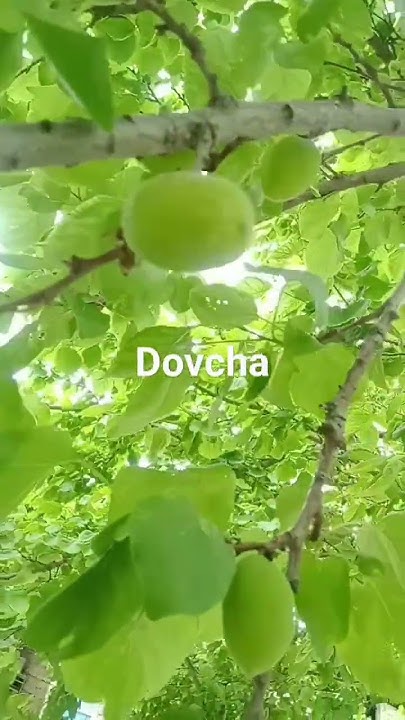 dovcha - YouTube