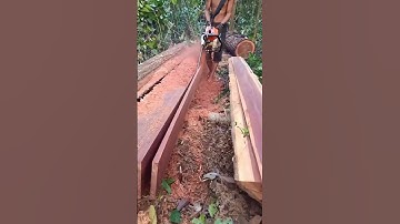 Nghệ thuật xẻ gỗ bằng cưa xích siêu đỉnh