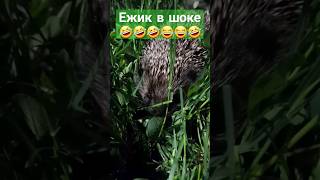 Ёжик на травке 😱🤣🤣😂🤣