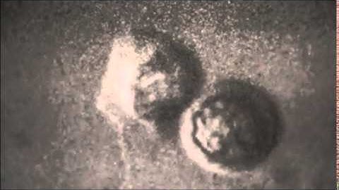 Lamellipodia and Filopodia of the Ameboid Sperm wmv wlmp