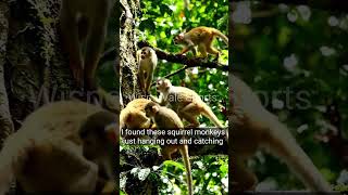 Coolest club in forest Squirrel Monkeys #animals #usashorts #wildlife#usaviral #shorts #short#viral