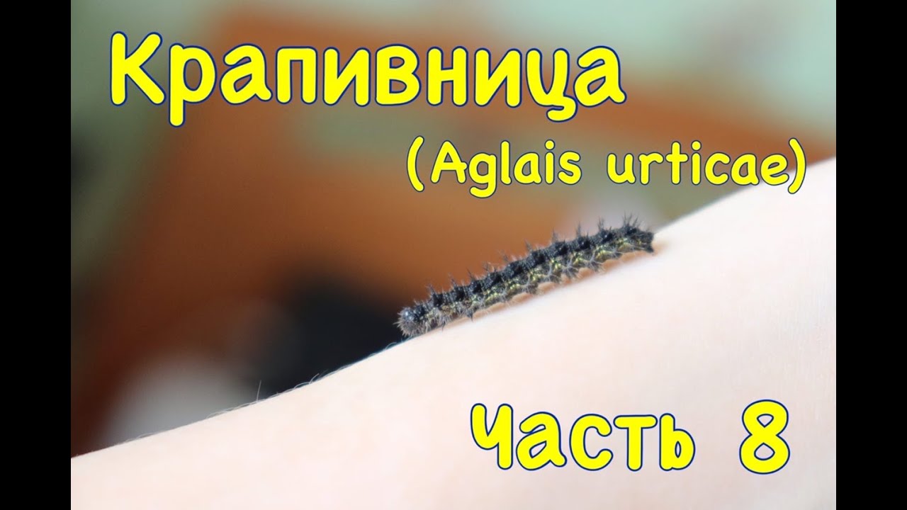 Метаморфоз крапивницы (Aglais urticae). Часть 8