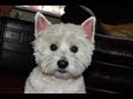 WESTIE      TAMMY        &quot;SPECIAL AGENT 006&quot;