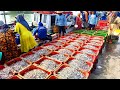 "Panen Ikan Teri Melimpah! Nelayan Bongkar Hasil Tangkapan Tak Habis-Habis"