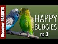 Happy budgies 3  budgerigar sounds to play for your parakeets  discover parrots