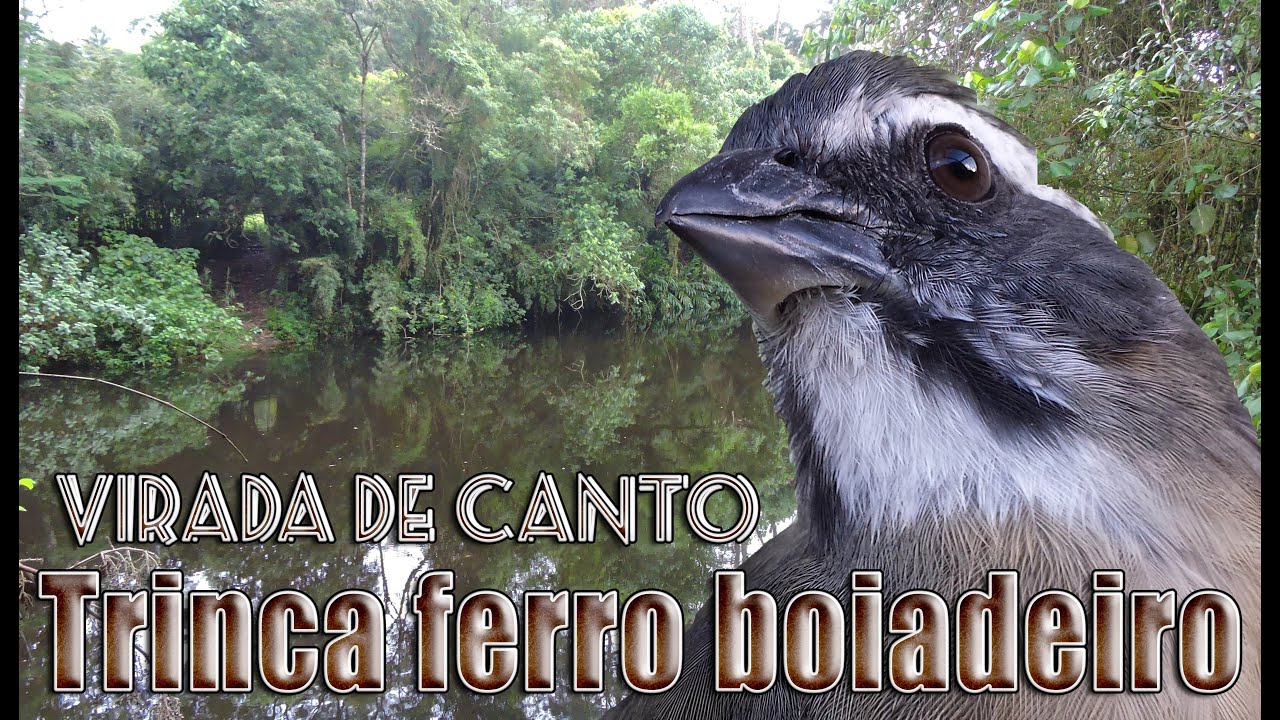 Canto Para Esquentar Trinca Ferro Frio Trinca Ferro Canto Parana Gravado Ao Vivo Em Hq Para Ensinamento De Filhotes Youtube