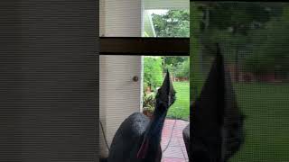 Hello, do you have a moment to talk about The Compact Australian Bird Guide?