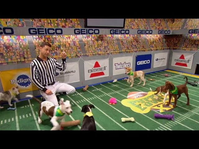 The Puppy Bowl Youtube