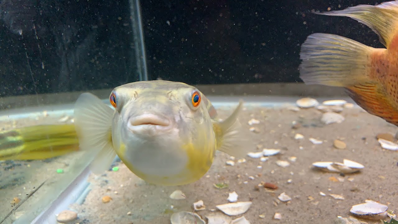 Feeding the Fahaka Puffer Frozen Clams YouTube