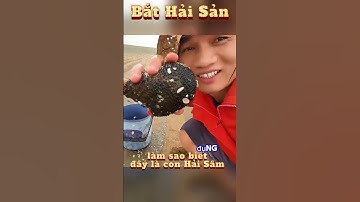 Bắt hải sản ở biển Vũng Tàu. Cách nhận biết hải sản #bắthảisảntrảinghiệm