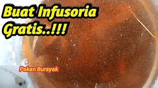 Buat Infusoria gratis, tanpa bau, dan bersih untuk pakan burayak ikan