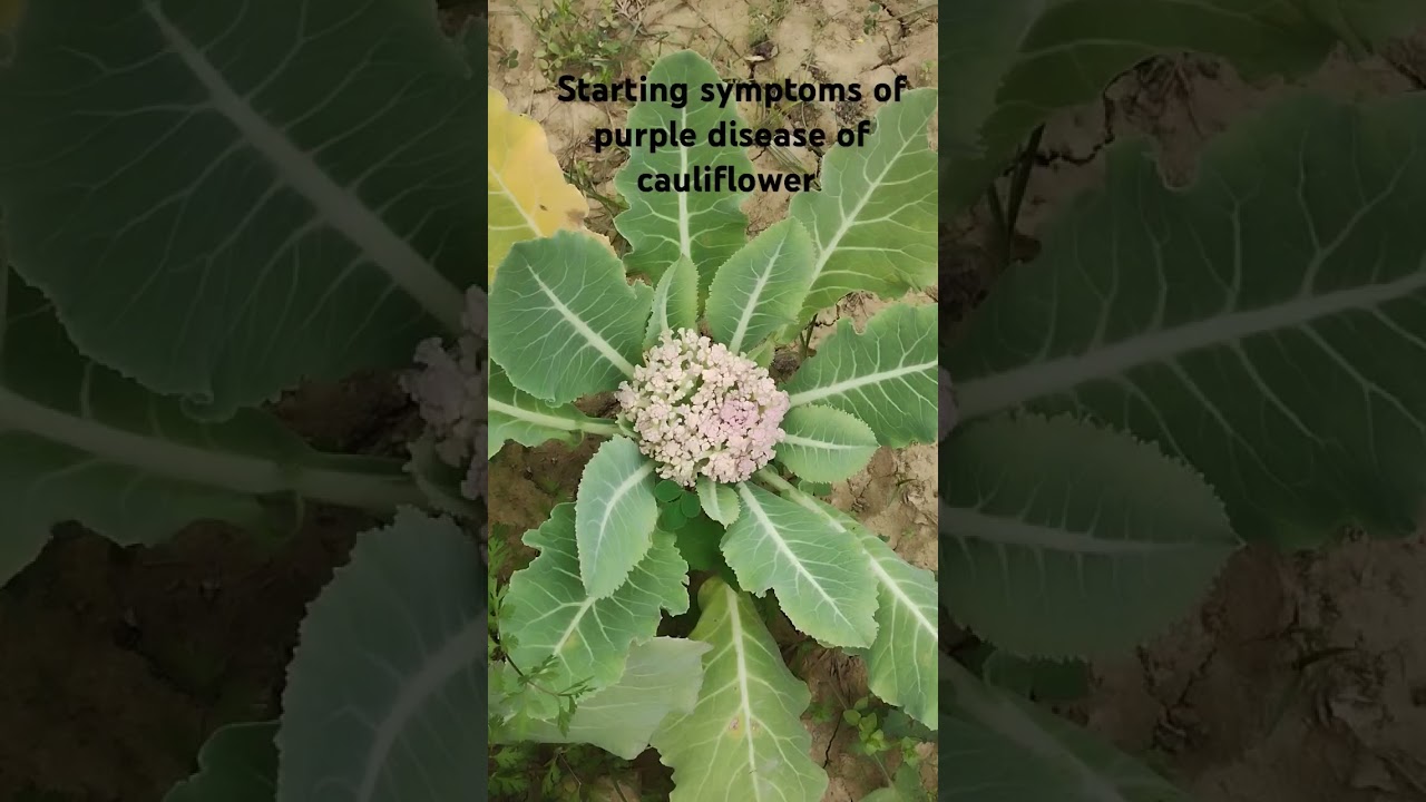 Cauliflower disease 🥦