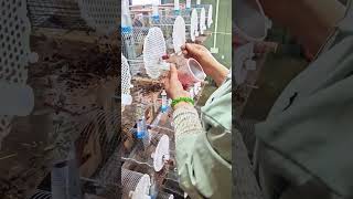 INSECT FACTORY: How Thousands of Wasps are Raised in Cages🐝