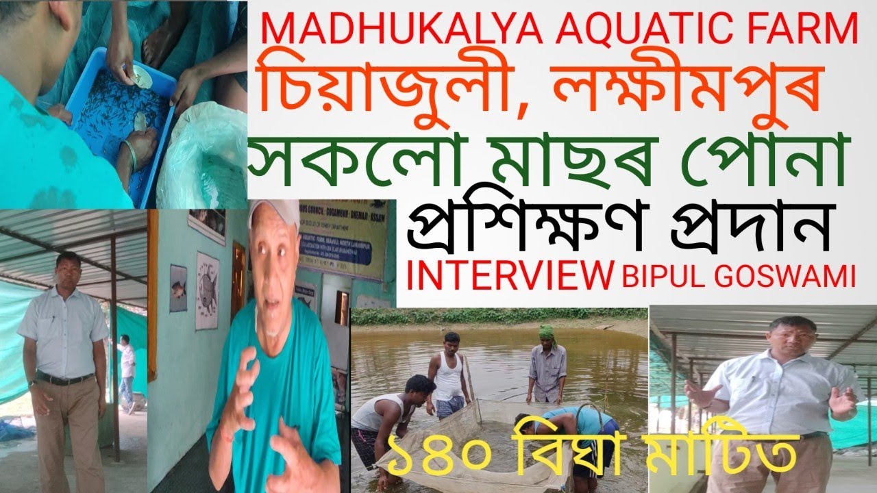 MADHUKALYA AQUATIC FARM, SEAJULI, LAKHIMPUR, TRAINING AVAILABLE,VARIOUS FISH SPAWN, MANY MORE