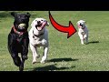 LABRADOR PUPPY REUNITES WITH HER PARENTS AT THE PARK!