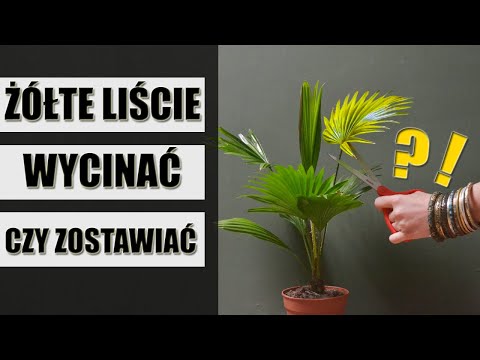 Wideo: Mój seler ma żółte liście - powody, dla których liście selera zmieniają kolor na żółty