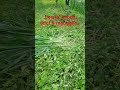 Bollisun#Lagusunda#Viral#fypyoutube ..