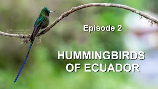 Photographing Hummingbirds of Ecuador at Sachatamia Lodge - Episode 2