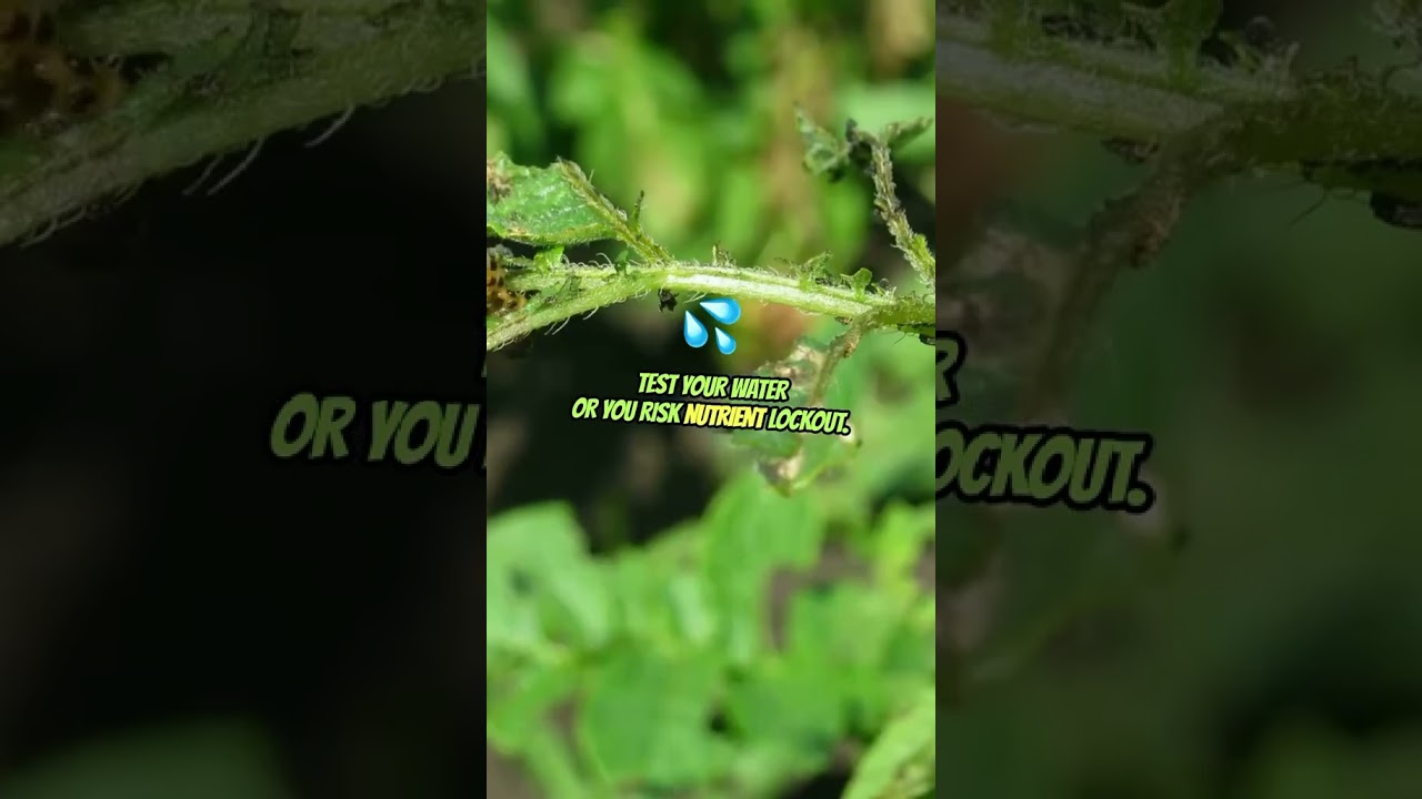 New to homegrowing? Don't make these 5 rookie mistakes! 