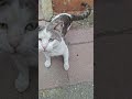 КРАСИВАЯ УЛИЧНАЯ КОШКА!