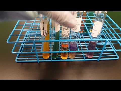 Video: Je Escherichia coli oxidáza pozitivní?