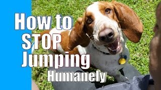 How to Train Your Dog to STOP JUMPING on People