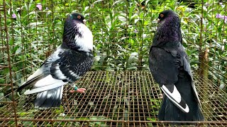 Cuban Pouter - Black Hen Check White Flight