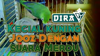 Kecial kuning (pleci lombok) Suara unik & merdu