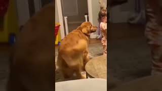 This dog's reaction will make you laugh #funny #dogs