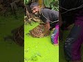 Unbelievable The man catching big Rohu from pond #reelsfb #shorts #fisherman #bigfish #fishinglife
