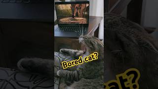 Is your cat bored? #cattv #birders #pettv
