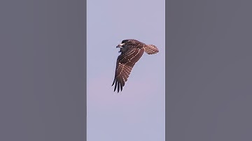287🐦 The Osprey Family - Last Captured Sibling Flying Practice!