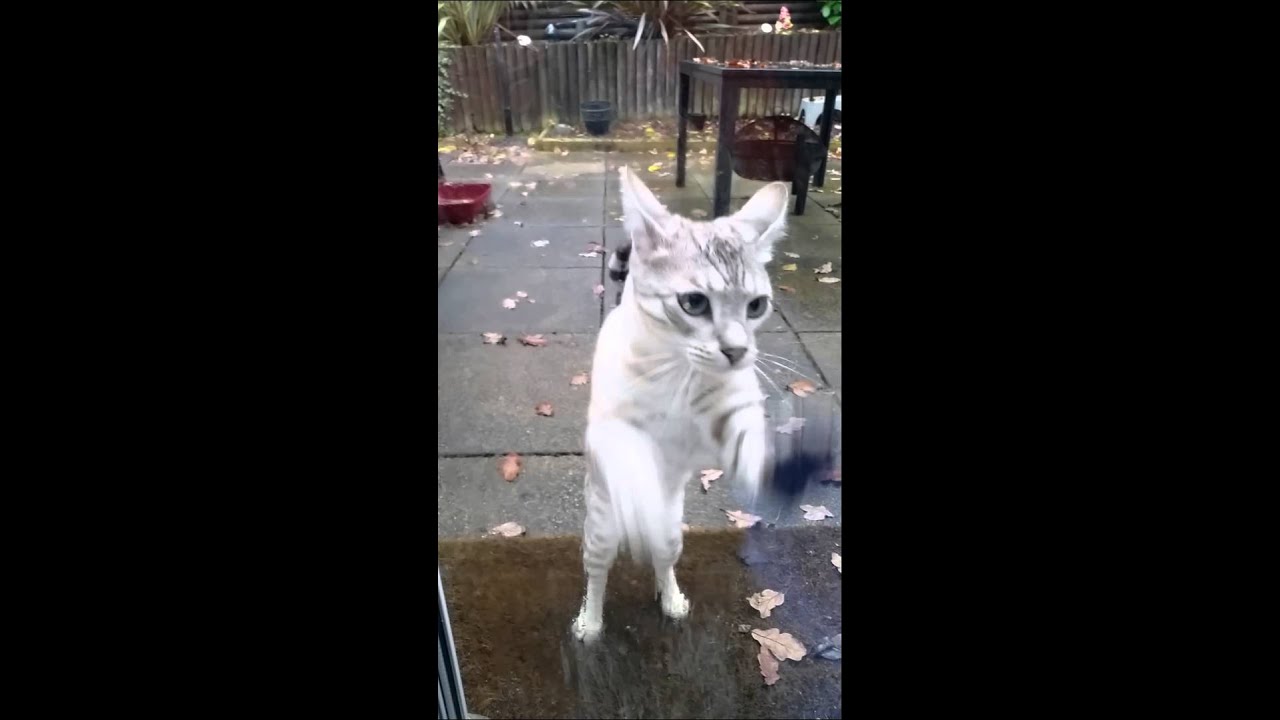 I think Jinx wants to come in !! 