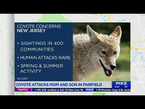 Video Coyote Sightings Put New Jersey Town on Edge - ABC News