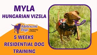 Myla the Hungarian Vizsla  5 Weeks Residential Dog Training