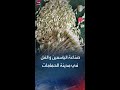 مشموم الفل والياسمين في مدينة الحمامات التونسية مشموم الفل والياسمين في مدينة الحمامات التونسية