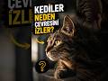 KEDİLER AVCI MI, GÖZCÜ MÜ? (CEVAP VİDEODA) 🎬 #shorts
