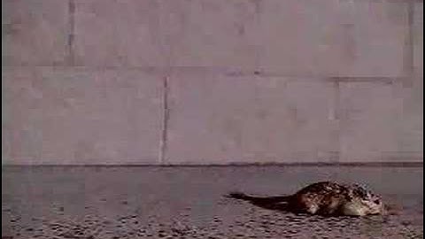 Outpost.com commercial - Gerbil