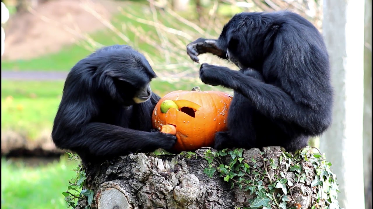 fota 自動車 Siamang Gibbon Enrichment Feeding at Fota Wildlife Park