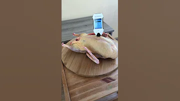 Проверяем чистоту мяса утки
